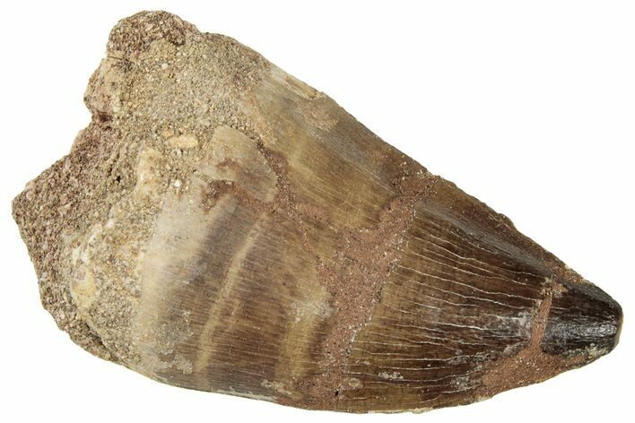 Fossil Mosasaur (Thalassotitan) Tooth - Morocco #326498